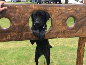 Dog with his head in a medieval stocks game.