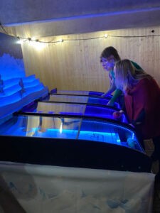Players using the Roll and Bowl